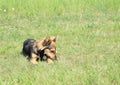 Black and brown furry dog Royalty Free Stock Photo