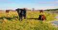 Black and brown Galloway bulls in a nature area