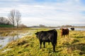 Black and brown Galloway bulls in a partly flooded area Royalty Free Stock Photo
