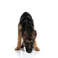 Black and brown german shepard sniffing while standing