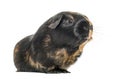 Black and brown guinea pig, isolated Royalty Free Stock Photo
