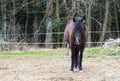 Black-brown horse standing on a pasture near the forest and looking sadly. Suitable for backgrounds Royalty Free Stock Photo