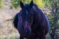 A black-brown horse stands in the forest against a background of autumn leaves. Portrait of a black horse. Royalty Free Stock Photo
