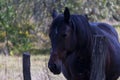 A black-brown horse stands in the forest against a background of autumn leaves. Portrait of a black horse. Royalty Free Stock Photo