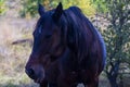 A black-brown horse stands in the forest against a background of autumn leaves. Portrait of a black horse Royalty Free Stock Photo