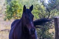 A black-brown horse stands in the forest against a background of autumn leaves. Portrait of a black horse Royalty Free Stock Photo