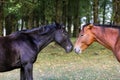two black and brown horse