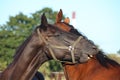 Black and brown horses nuzzling each other Royalty Free Stock Photo