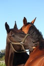 Black and brown horses nuzzling each other Royalty Free Stock Photo