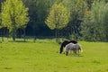 Black and brown horses walking over grassland in front of trees Royalty Free Stock Photo
