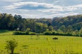 Black and brown horses walking over grassland and old forrest Royalty Free Stock Photo