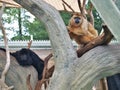 Black and Brown Howler Monkeys