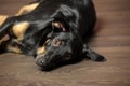 Black and brown mongrel dog