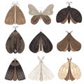 Black and brown moths set with abstract decorative modern floral and celestial design