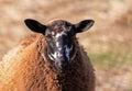 Black Brown Mountain Sheep closeup with thick brown Merino Wool coat
