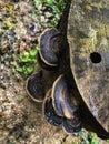 black and brown mushromm Royalty Free Stock Photo
