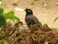 Sri lankan nature black and brown billed Royalty Free Stock Photo