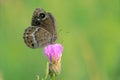 Nymphalidae butterfly