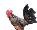 Black with brown and orange color stripes of of the feathers on the hen body