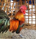 Black with brown and orange color stripes of of the feathers on the Rooster body