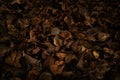 Black brown orange gold autumn background. Dark texture of dry fallen leaves. Copy space. Royalty Free Stock Photo