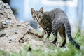 A black and brown outdoor cat playing on green meadow Royalty Free Stock Photo