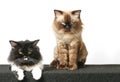 Black and brown Persian cat