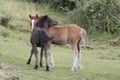 Black and brown Pottoka foals Royalty Free Stock Photo