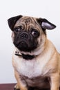 Black and brown pug dog Royalty Free Stock Photo