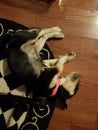 Black and brown puppy dog sleeping on wood floor Royalty Free Stock Photo