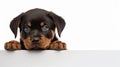 Minimalist Rottweiler Puppy: A Critique Of Consumer Culture Royalty Free Stock Photo