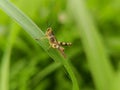 A black and brown rice grasshopper resting on a leaf