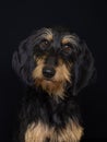 Black and brown Segugio Italiano a pelo forte dog with loyal expression Royalty Free Stock Photo