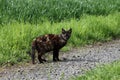 black and brown semi wild cat Royalty Free Stock Photo