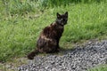 black and brown semi wild cat Royalty Free Stock Photo