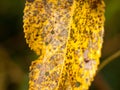 Black and brown spotted yellow autumn leaf close up Royalty Free Stock Photo