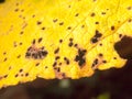 Black and brown spotted yellow autumn leaf close up Royalty Free Stock Photo