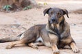 Black brown thai dog