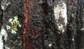 Black brown tree bark covered with green fungus Royalty Free Stock Photo