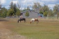 A black and a brown and white horse Royalty Free Stock Photo