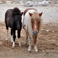 Black and brown white pony in the cage.