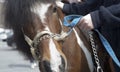 Black, white, brown pony with chain and harness with master holding and petting