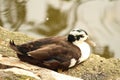 Black brown white sleeping goose Royalty Free Stock Photo