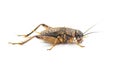 Black and brown wild Field Cricket - Gryllus - side profile view isolated on white background