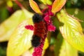 Black and brown woolly bear caterpillar on red flower Royalty Free Stock Photo