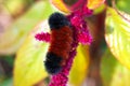 Black and brown woolly bear caterpillar on red flower Royalty Free Stock Photo