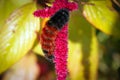 Black and brown woolly bear caterpillar on red flower Royalty Free Stock Photo