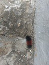 Black and brown wooly worm in western Indiana Royalty Free Stock Photo