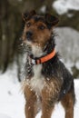 black and brown yorkshire mix with white chest, serious in front of the camera, in a close-up in a snowy landscape, hair full of Royalty Free Stock Photo