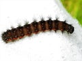 Catterpillar spotted on some wool material Royalty Free Stock Photo
